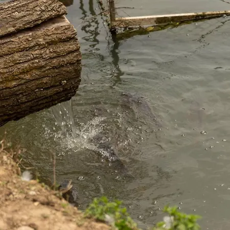 Mikin Vajat I Ribnjak Korenita, Kemping *