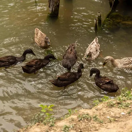 Kemping Mikin Vajat I Ribnjak Korenita,